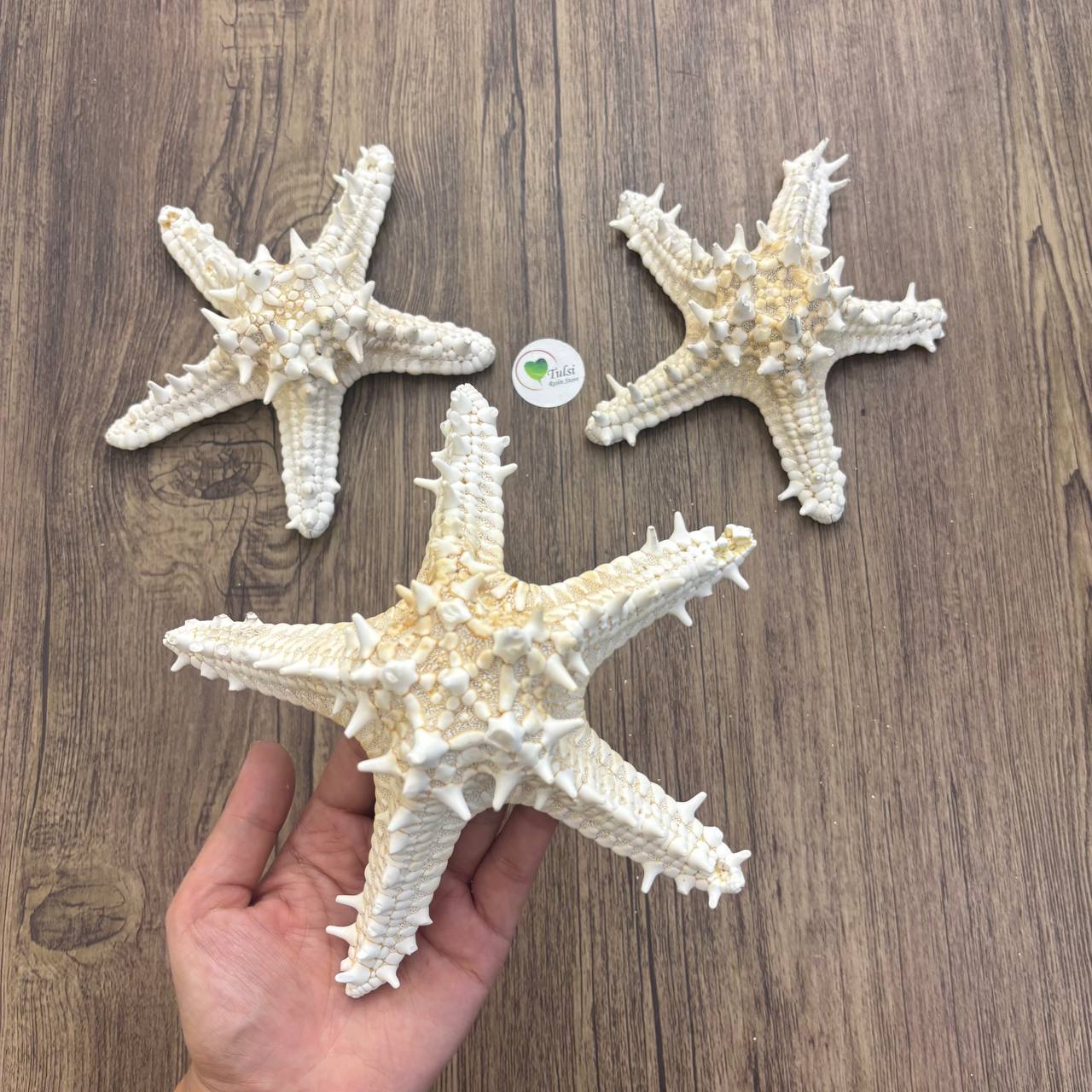 Natural Star Fish - Extra Big