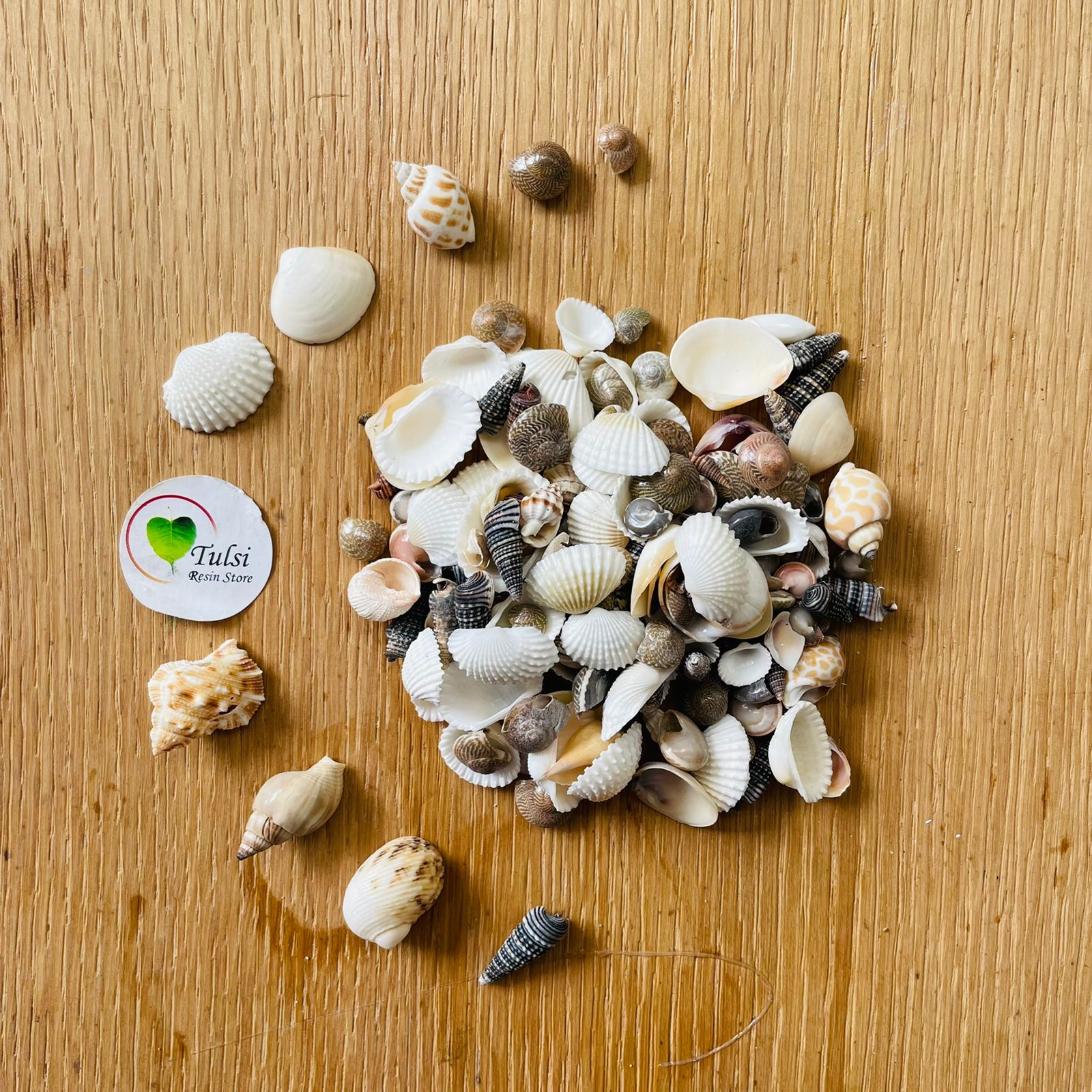 Small Mix Sea Shell | Tulsi Resin