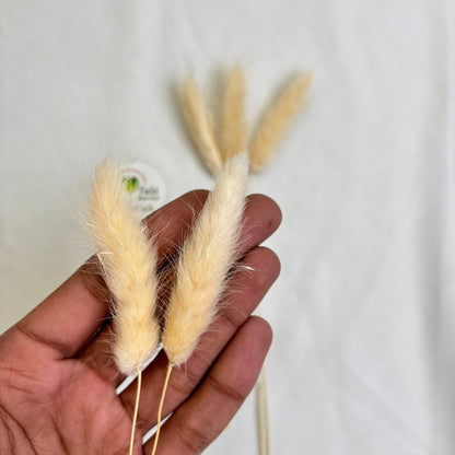 Bunny Tail (5 Pcs) Tulsi Resin Store