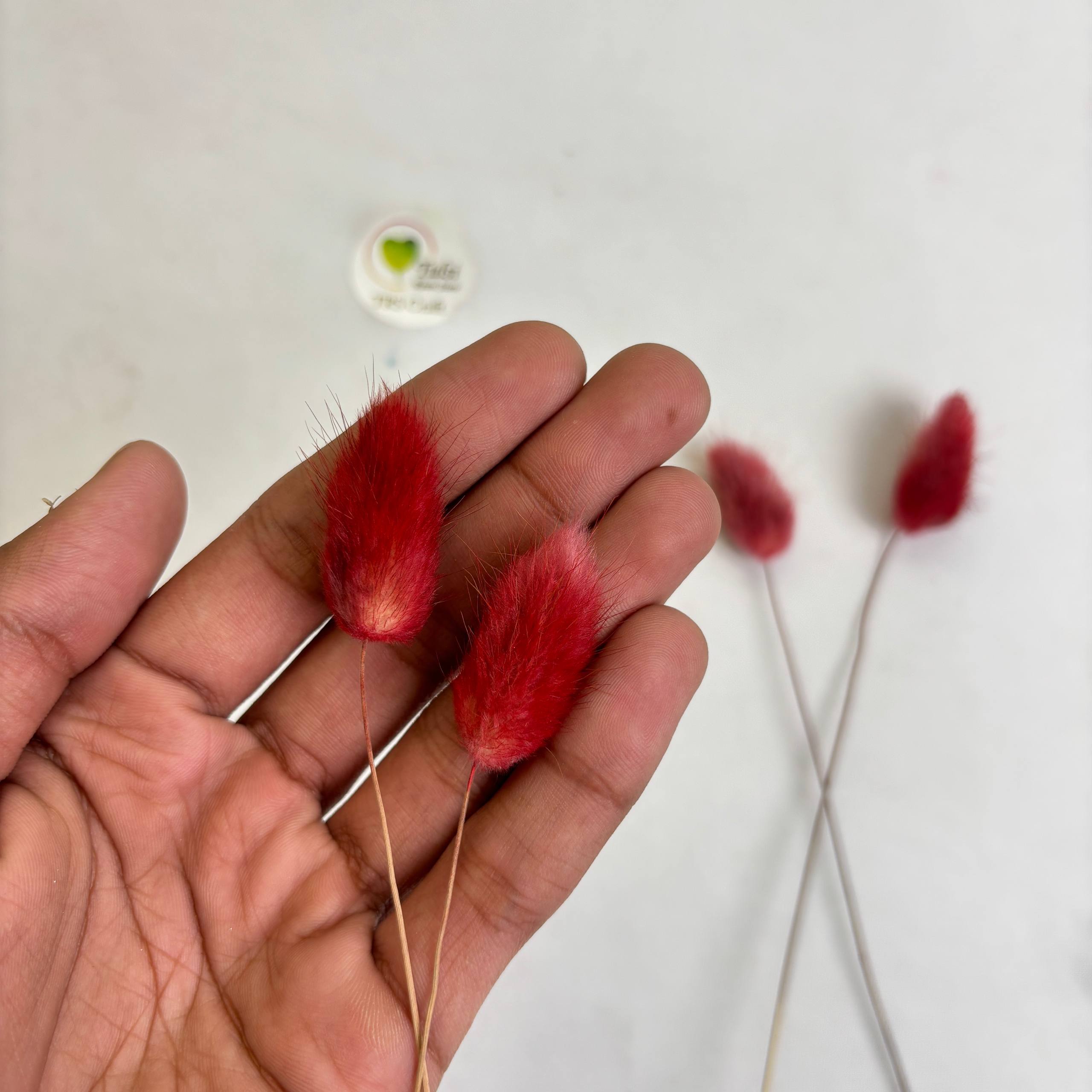 Bunny Tail (5 Pcs) Tulsi Resin Store