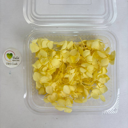 Hydrangea Dry Flower Box - (A)
