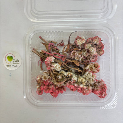 Wild Daisy Dry Flower Box - (G)