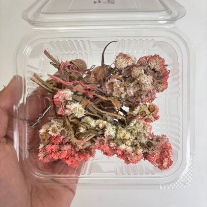 Wild Daisy Dry Flower Box - (G)