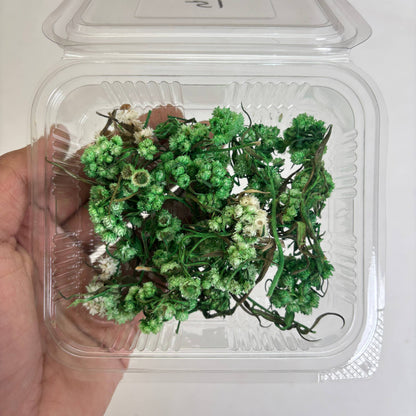 Wild Daisy Dry Flower Box - (H) Tulsi Resin Store