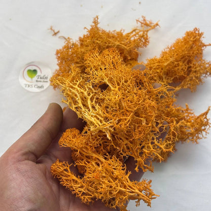 Random Sea Grass Box