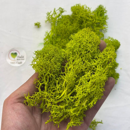 Random Sea Grass Box