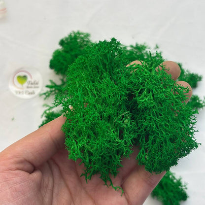 Random Sea Grass Box