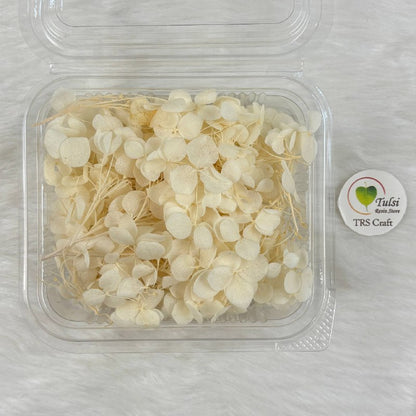 Hydrangea Dry Flower Box - (F)
