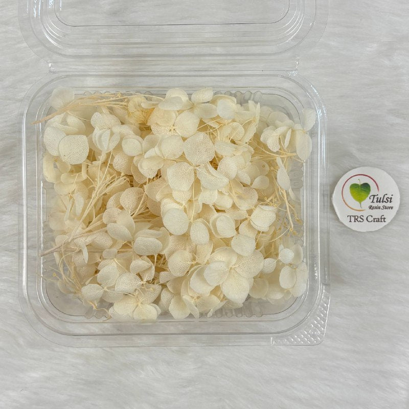 Hydrangea Dry Flower Box - (F)