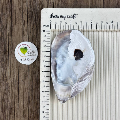 Oyster Shells - Raw