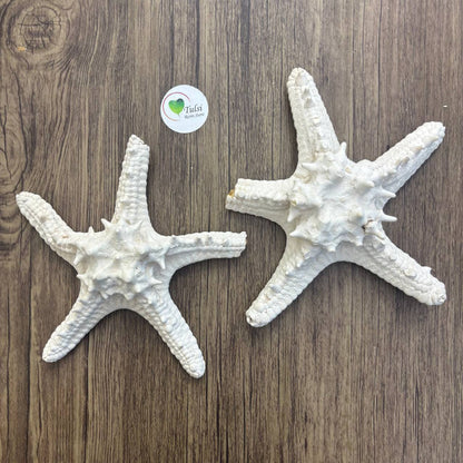 Dishtash / Defective Extra Big Star Fish