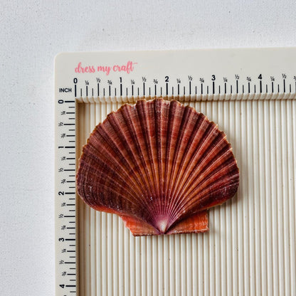 Flat Brown Mermaid Shell (1)