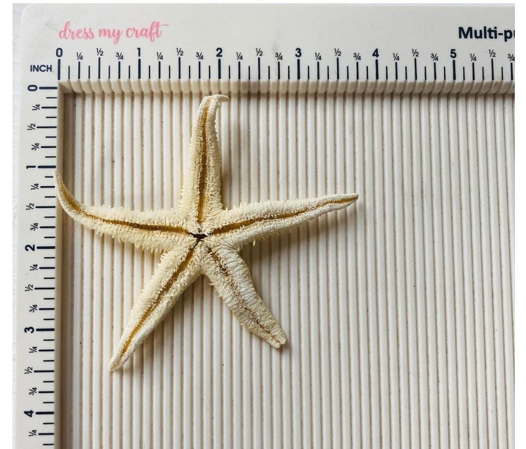 Natural Star Fish - Medium